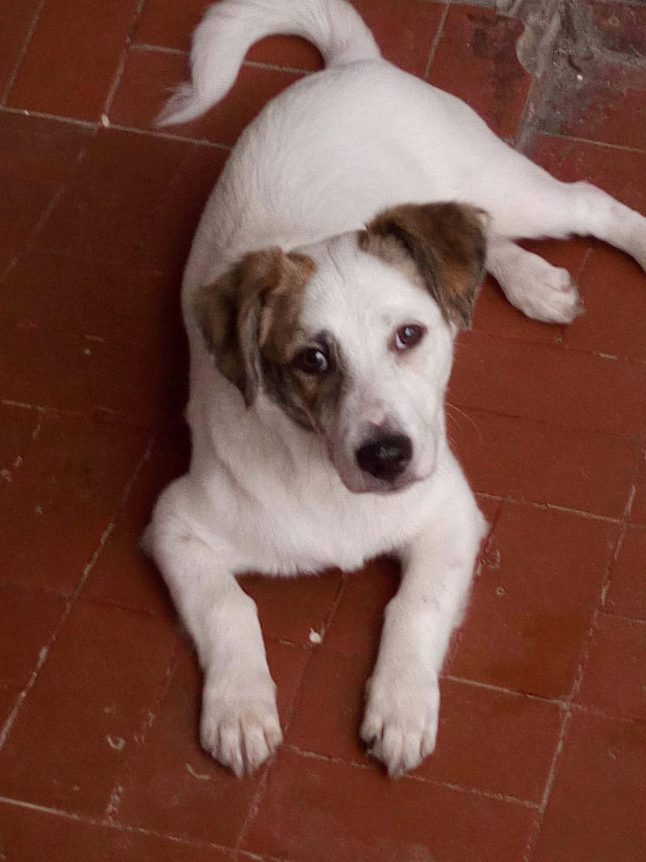 Interior moderno de Ñandeyara Veterinaria en Corrientes con médica examinando a un Golden Retriever